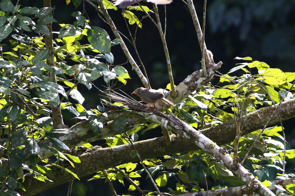 Jungle Babbler - ML628087701