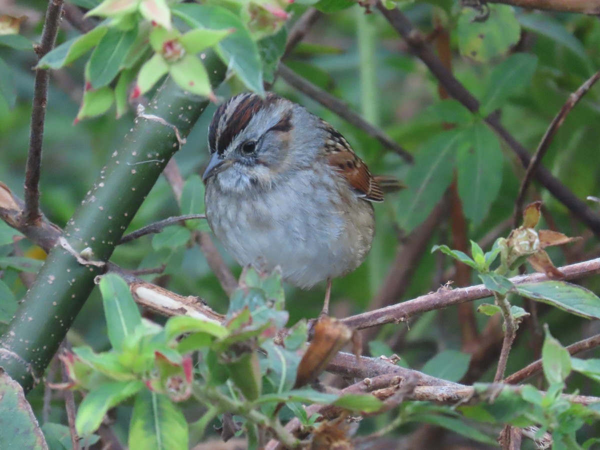 Swamp Sparrow - ML628087711