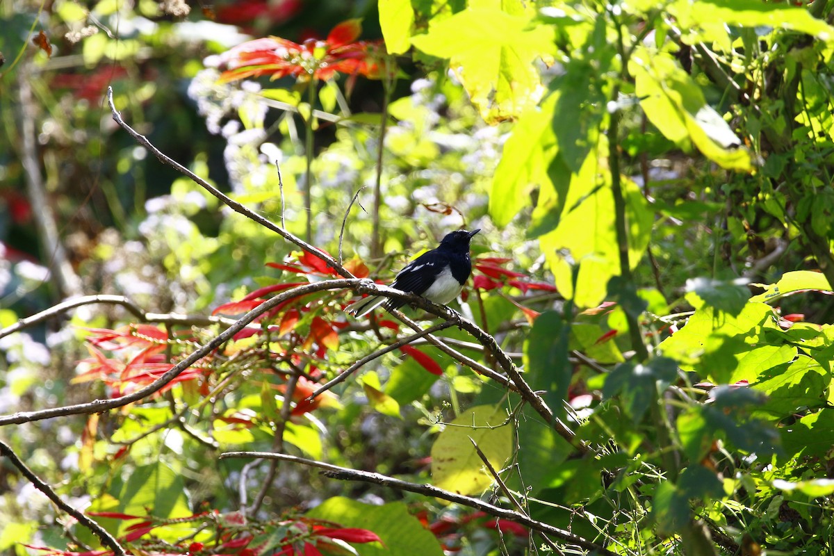 Oriental Magpie-Robin - ML628087720