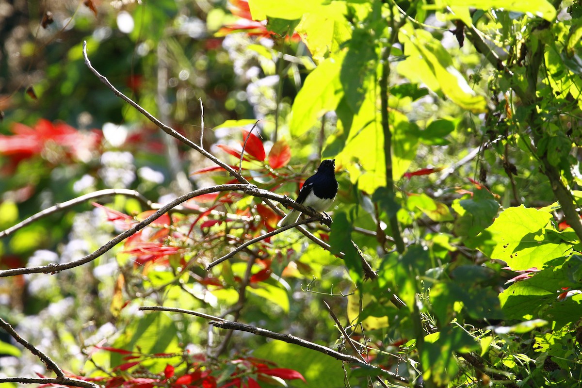 Oriental Magpie-Robin - ML628087721