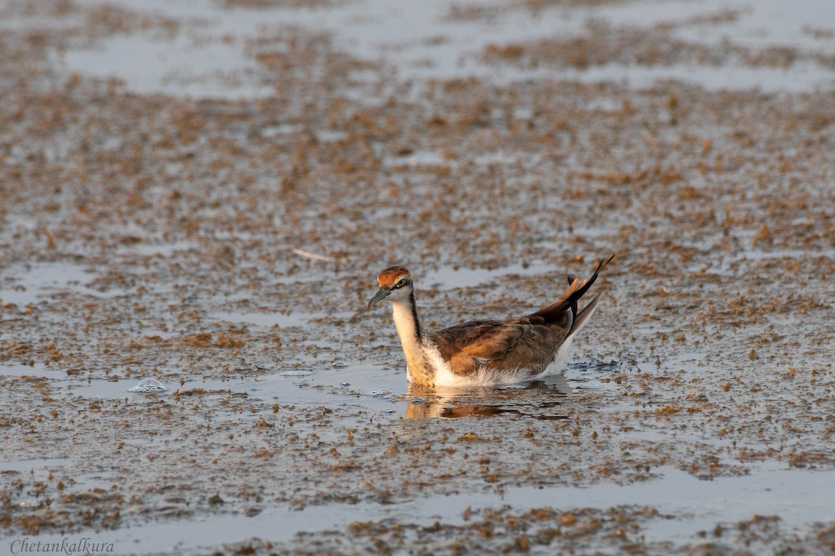 Pheasant-tailed Jacana - ML628087724