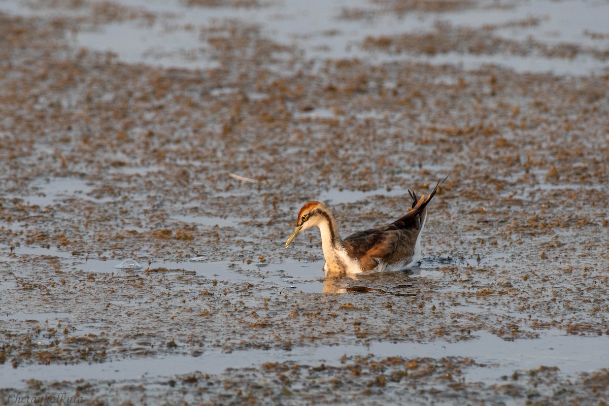 Pheasant-tailed Jacana - ML628087725