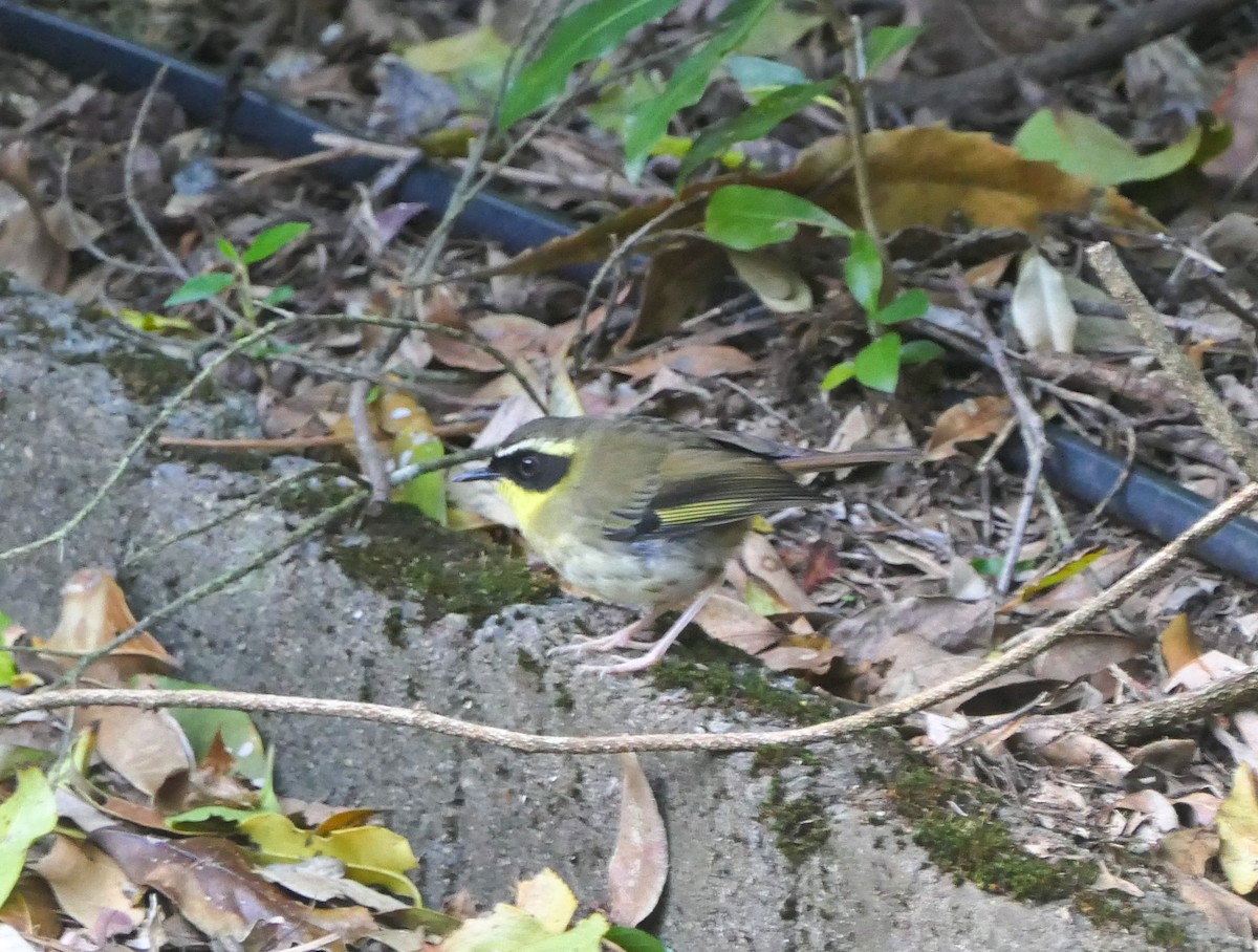 Yellow-throated Scrubwren - ML628087734