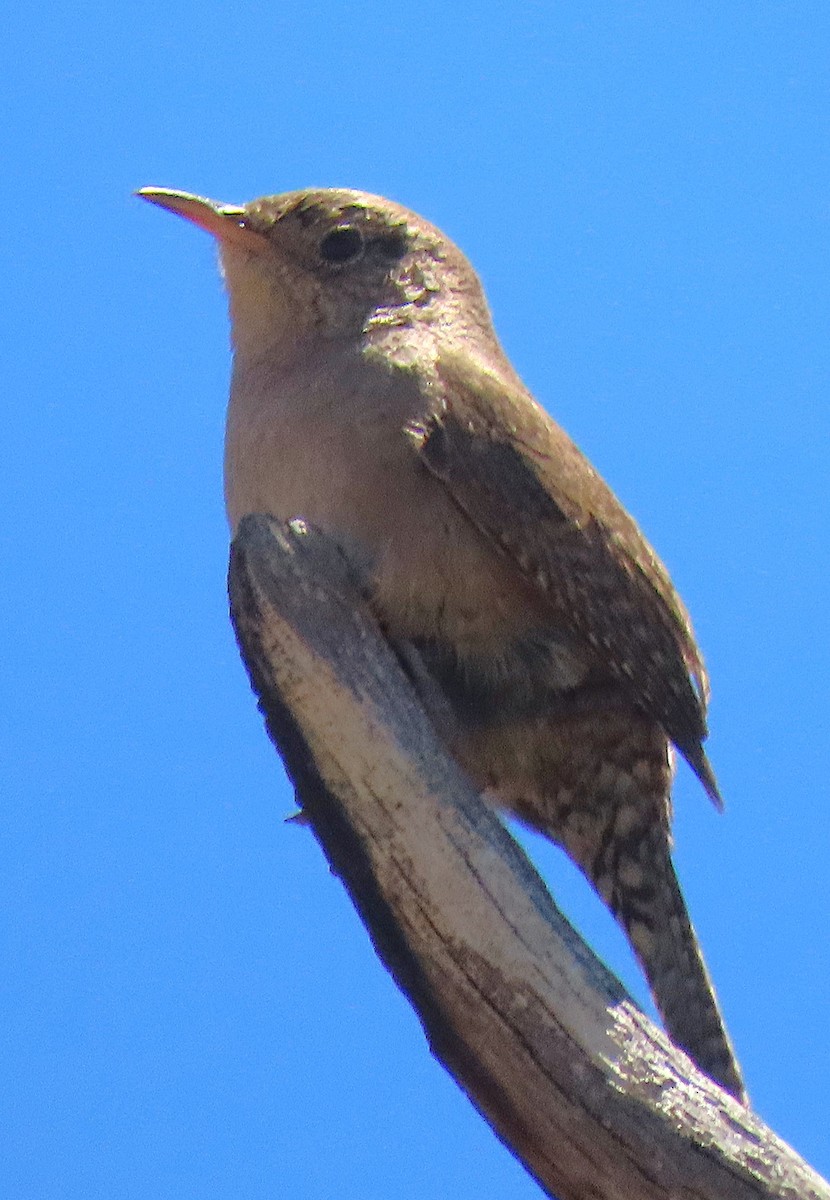 Northern House Wren - ML628087742