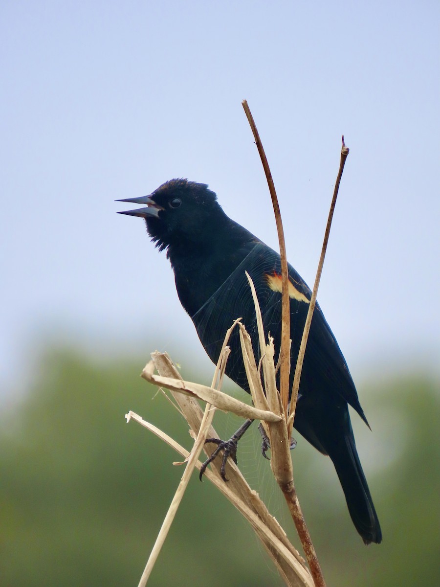 Red-winged Blackbird - ML628087743