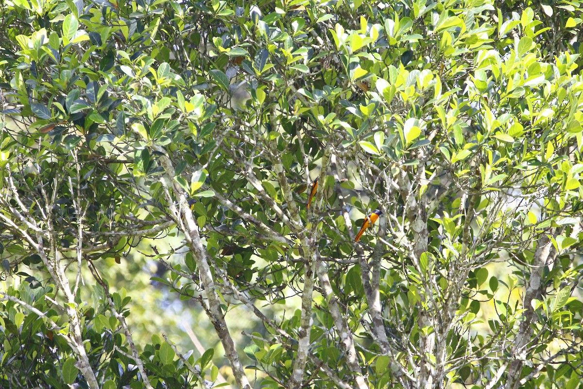 Orange Minivet - ML628087751