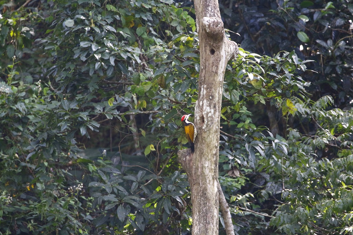 Black-rumped Flameback - ML628087758