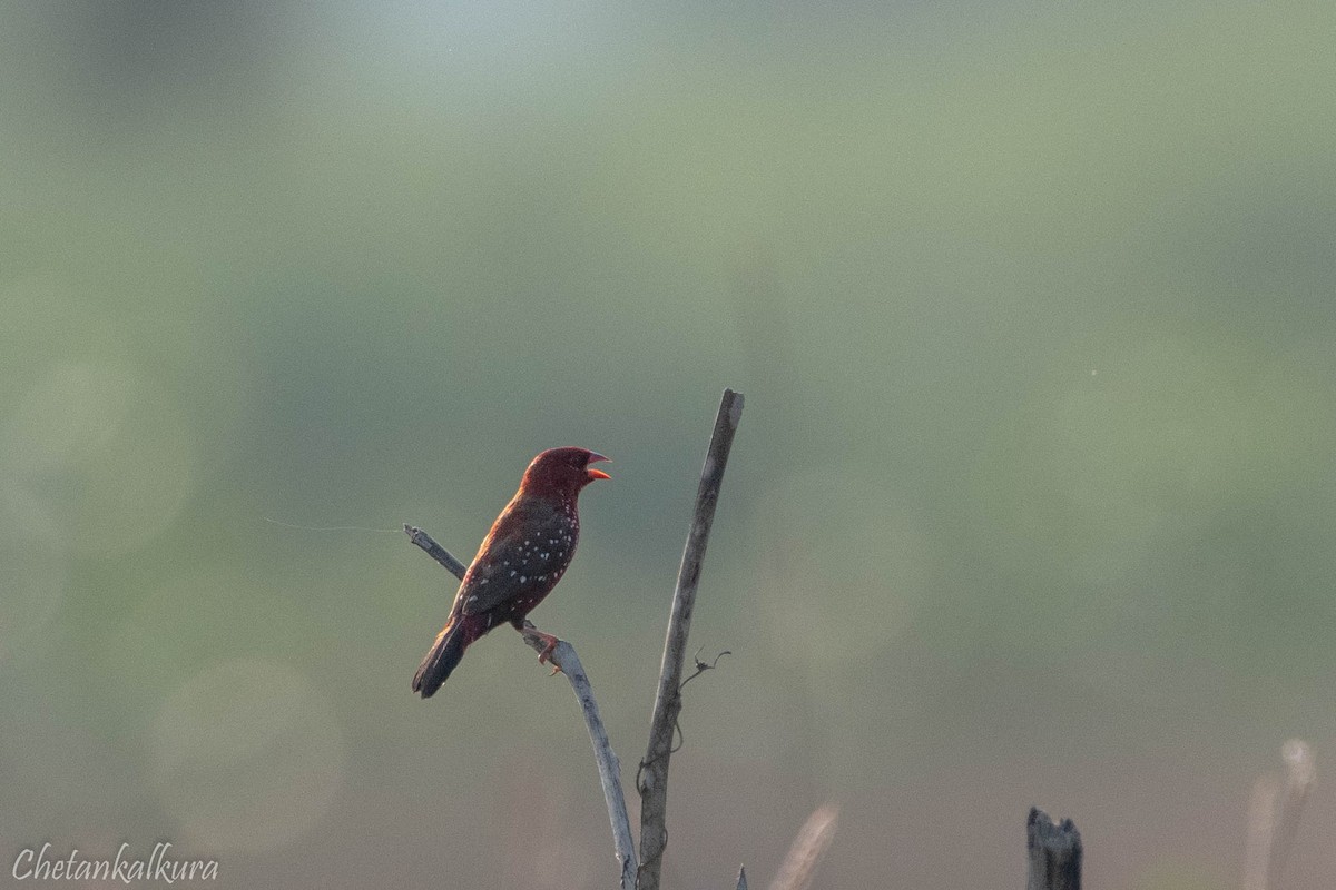 Red Avadavat - ML628087775