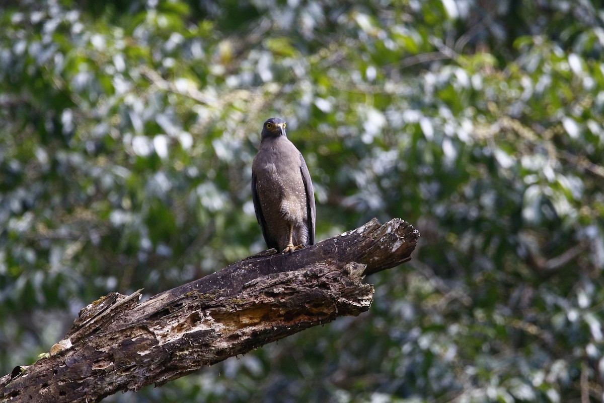 Crested Serpent-Eagle - ML628087801