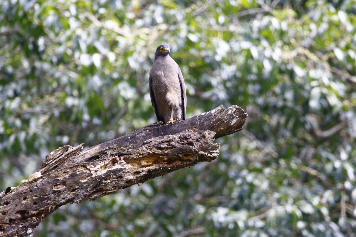 Crested Serpent-Eagle - ML628087821