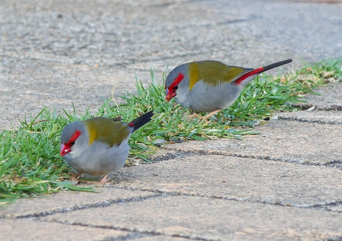 Red-browed Firetail - ML628087832