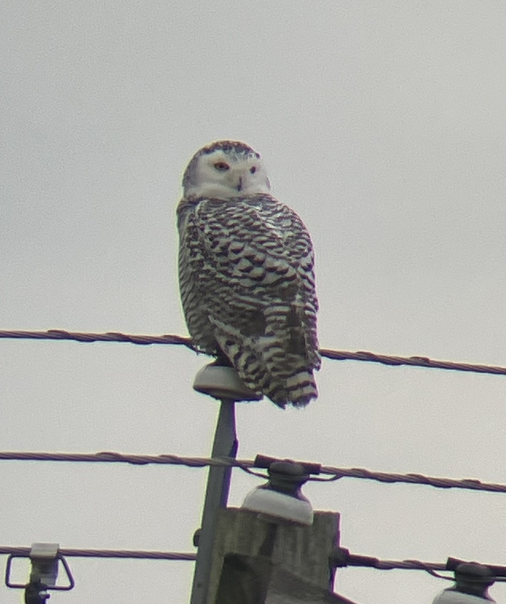 Snowy Owl - ML628087836