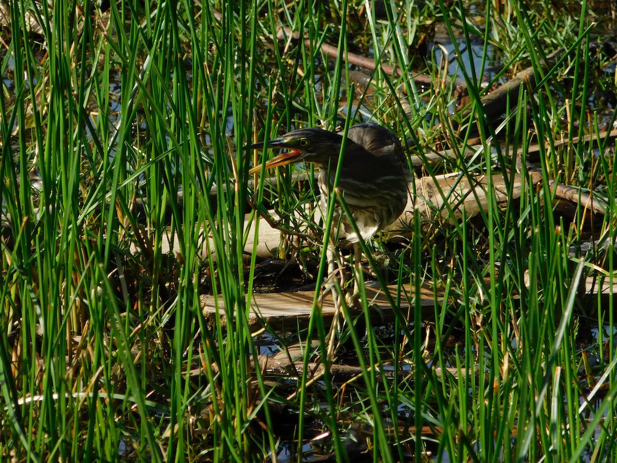 Green Heron - ML628087838