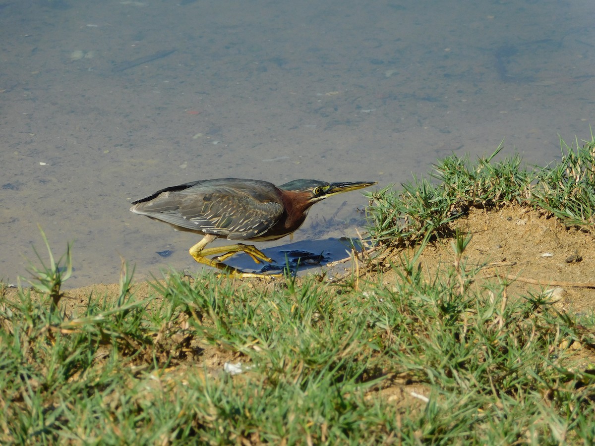 Green Heron - ML628087839