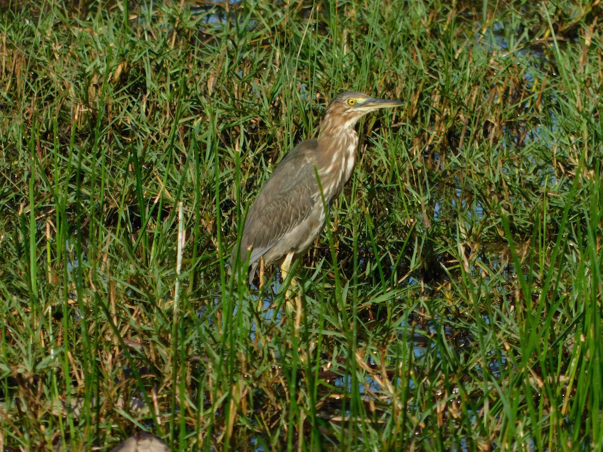 Green Heron - ML628087840