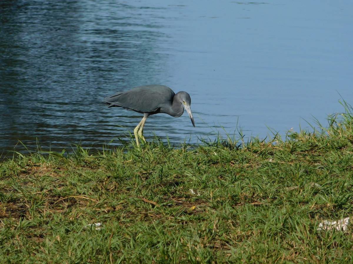 Little Blue Heron - ML628087851