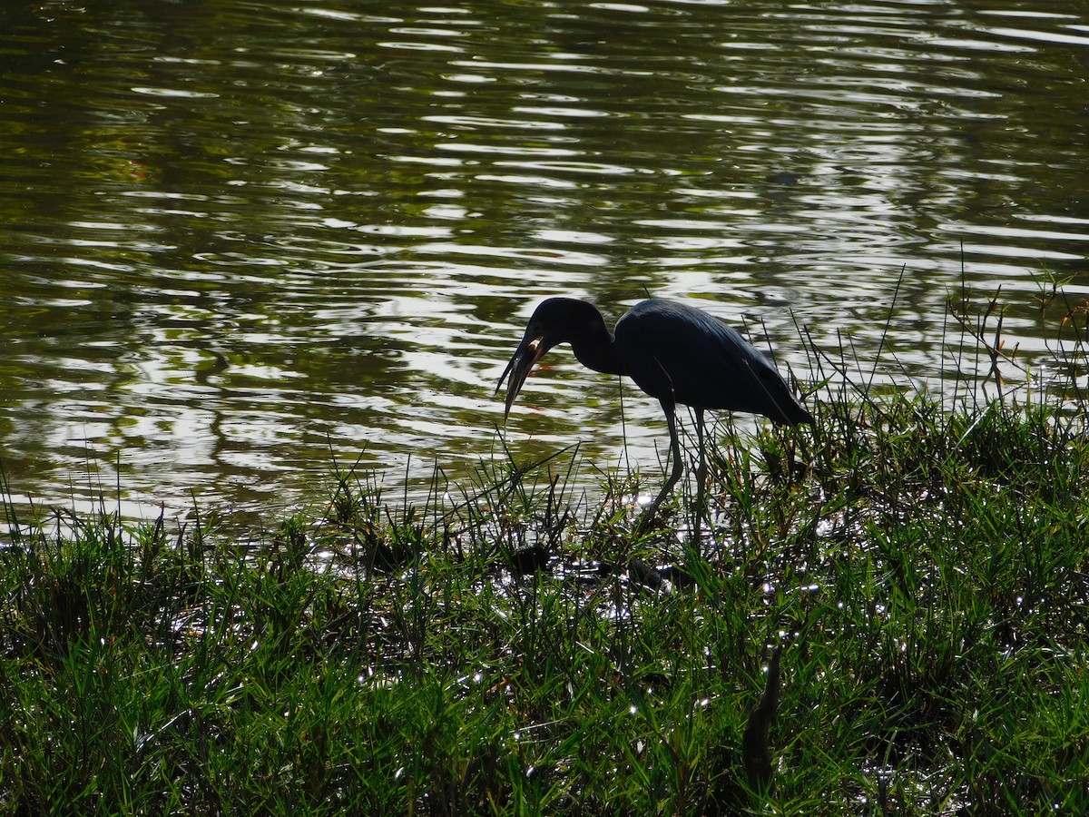 Little Blue Heron - ML628087852