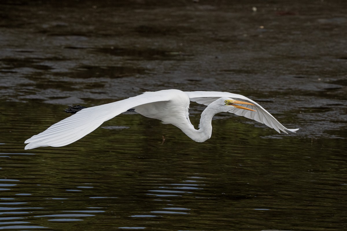 大白鷺 - ML628087862