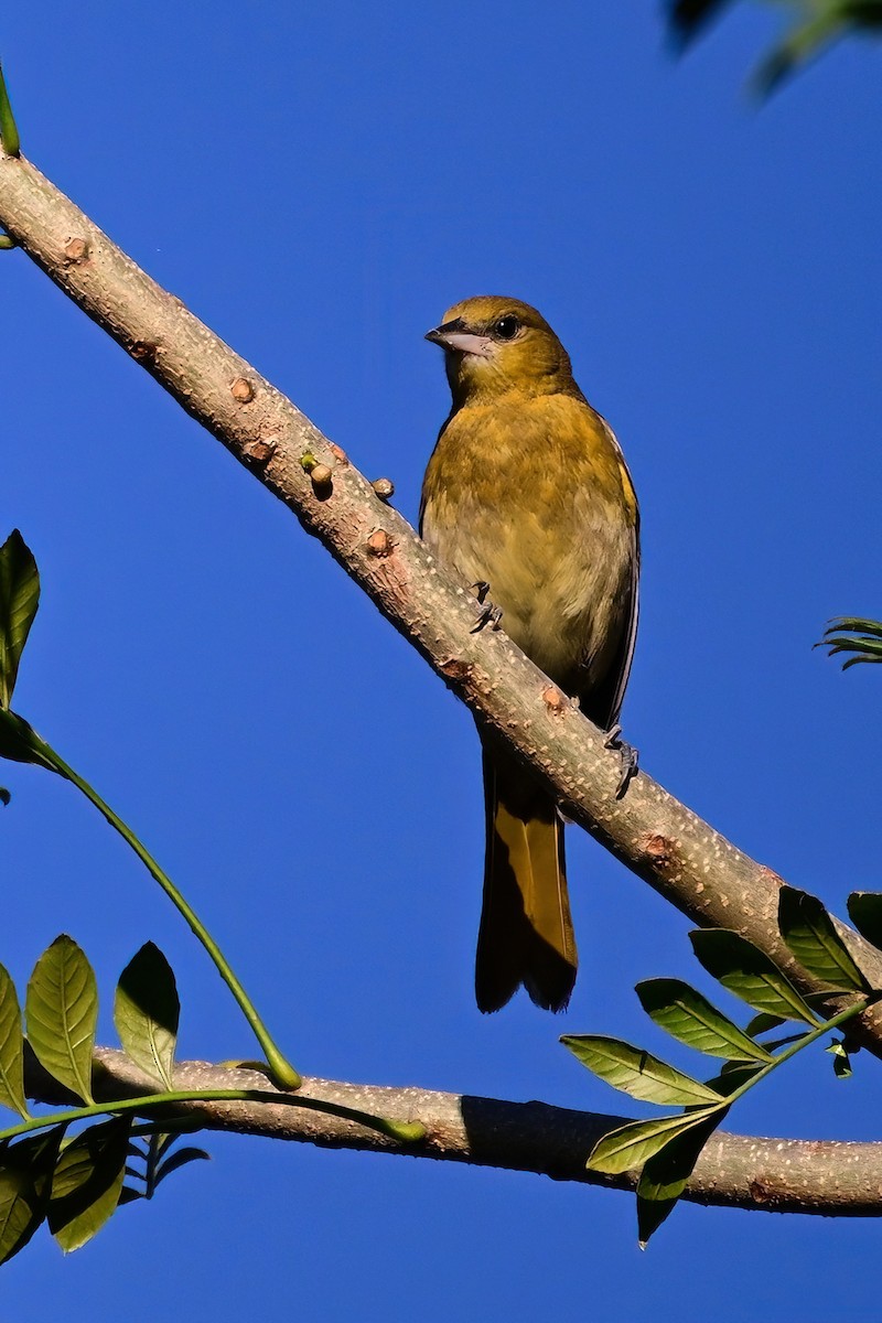 Baltimore Oriole - ML628087909