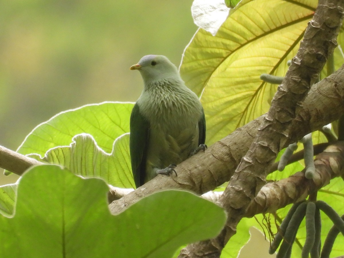 Gray-green Fruit-Dove - ML628087945