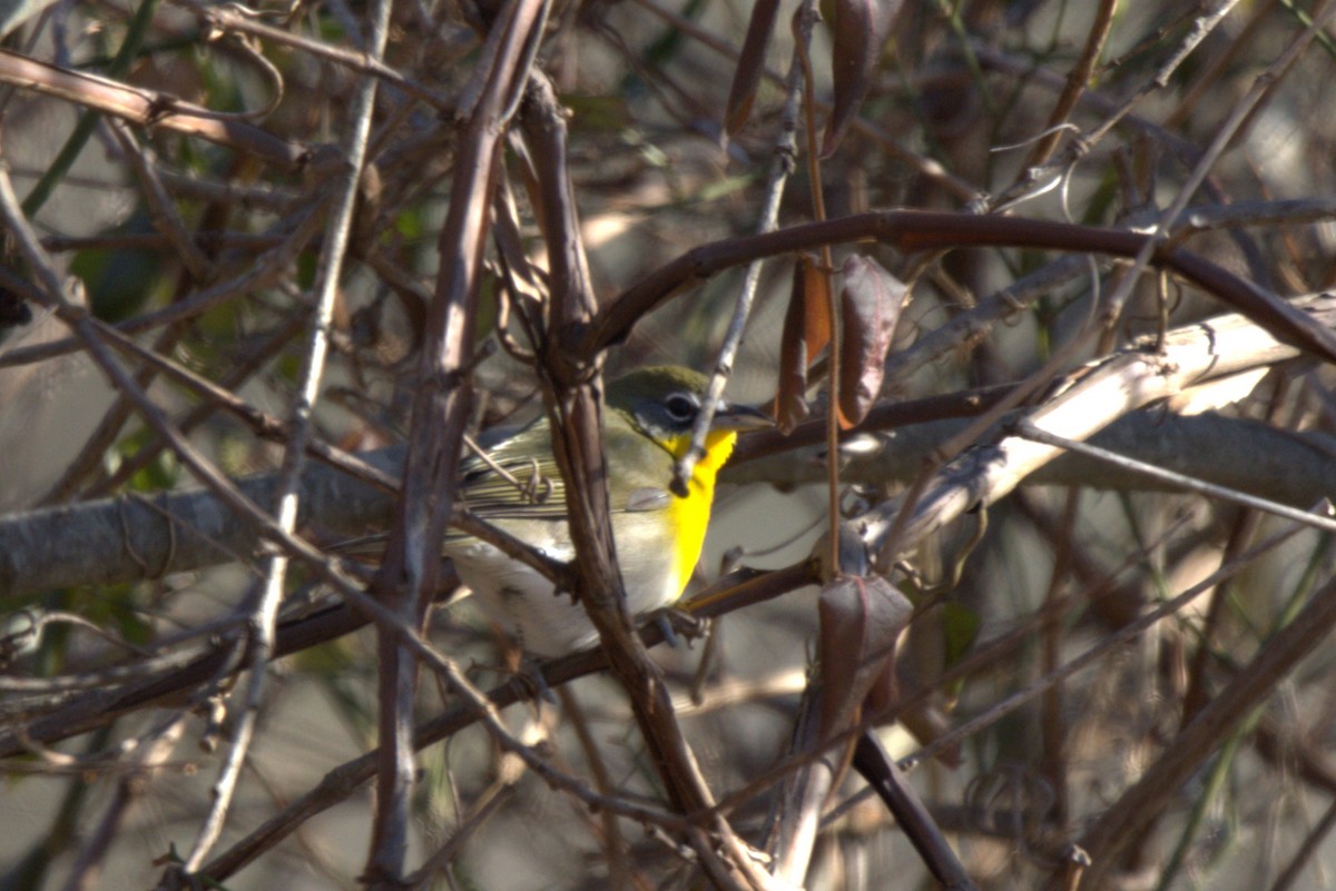 Yellow-breasted Chat - ML628087975