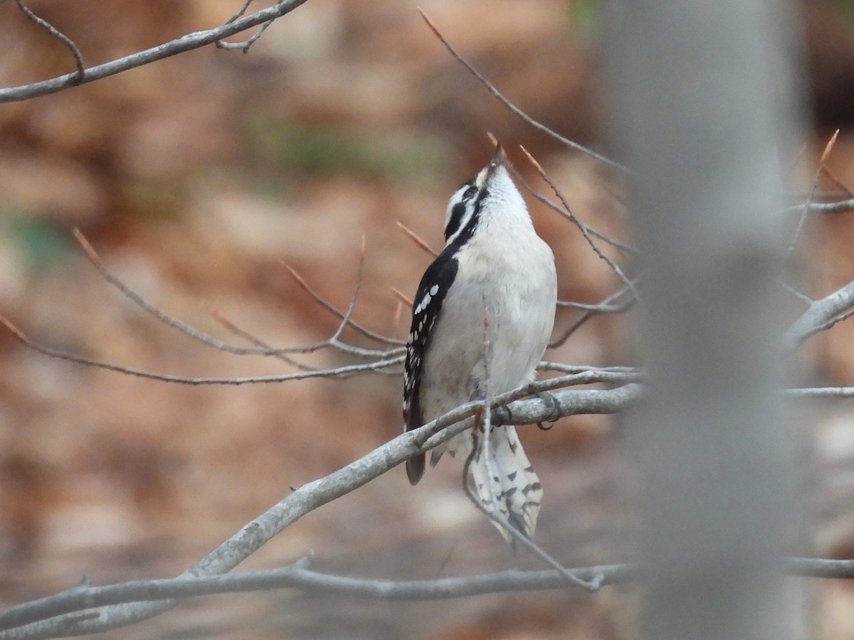 Downy Woodpecker - ML628088011