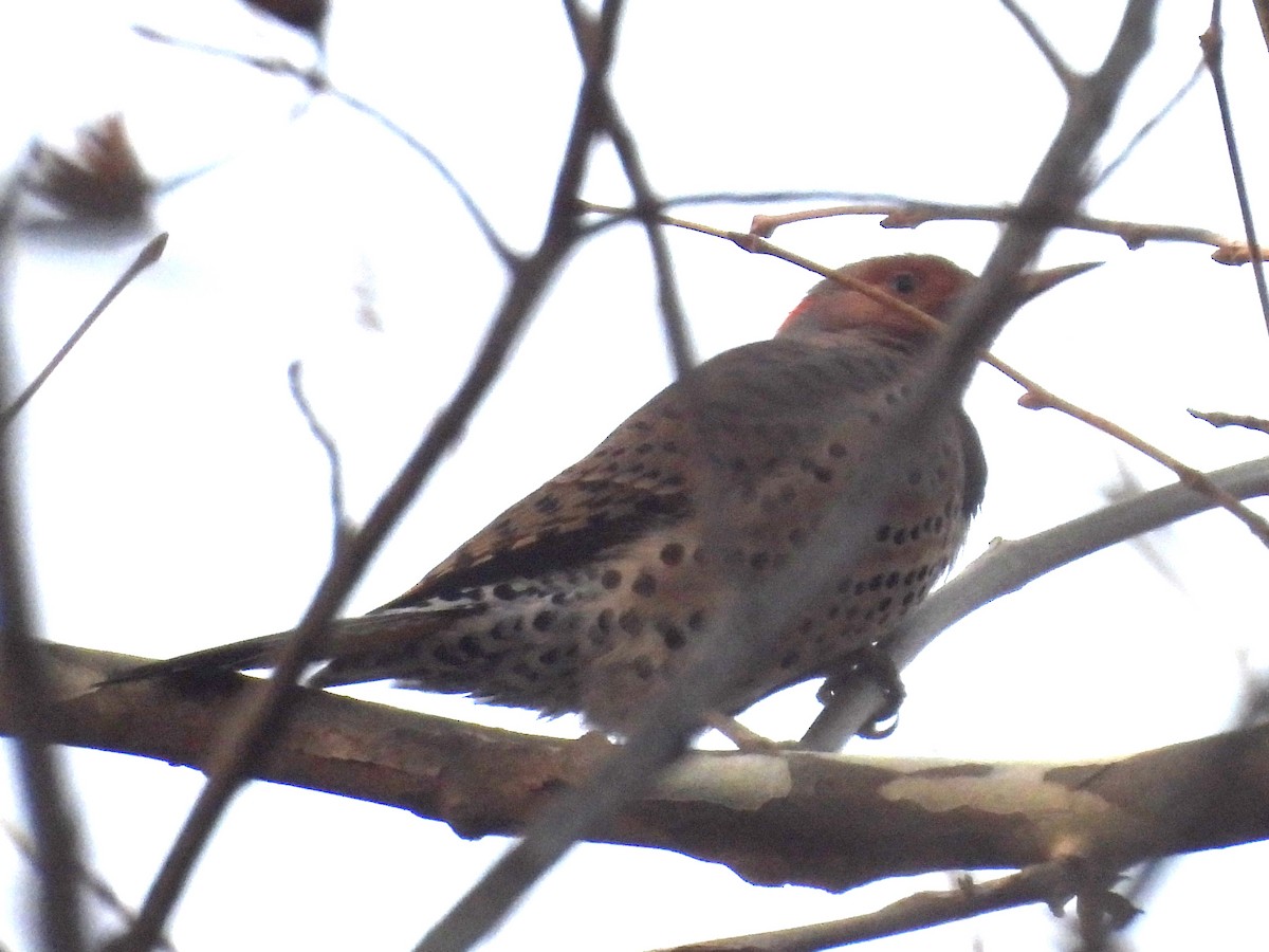 Northern Flicker - ML628088027