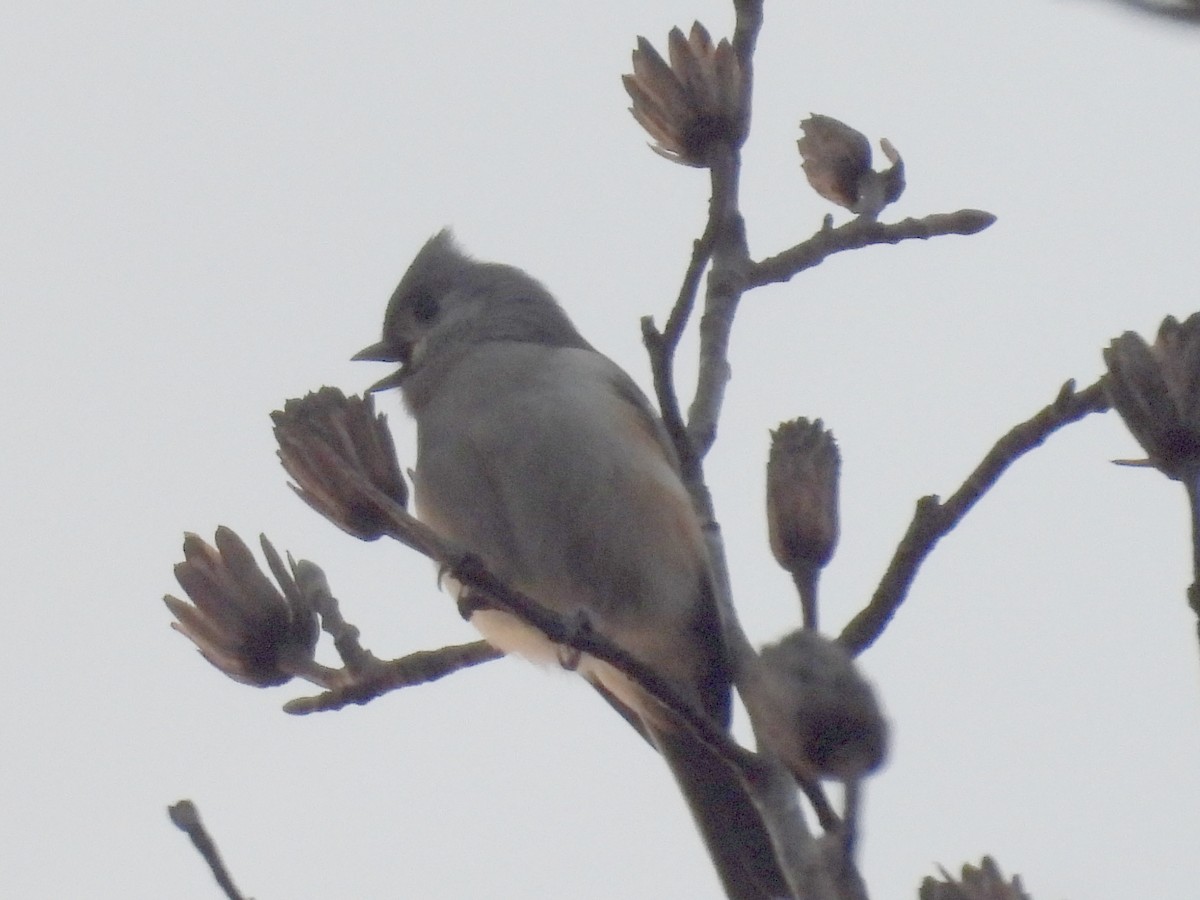 Tufted Titmouse - ML628088033