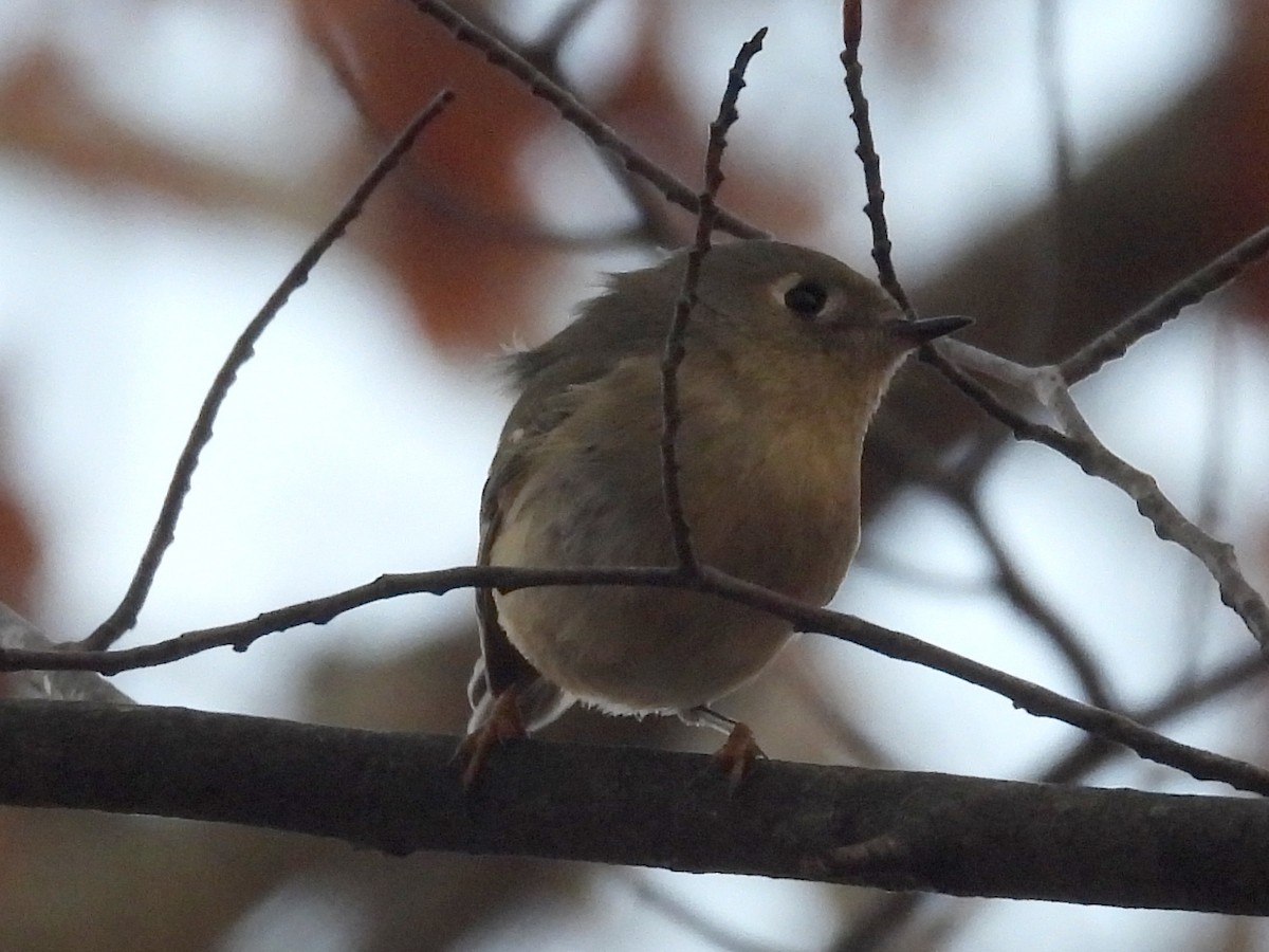Ruby-crowned Kinglet - ML628088050