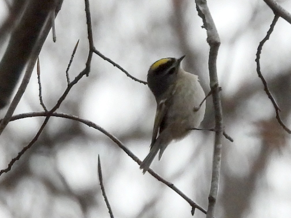Golden-crowned Kinglet - ML628088051