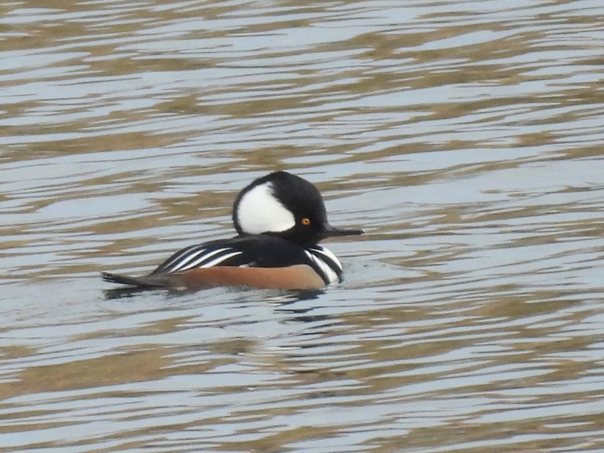 Hooded Merganser - ML628088058