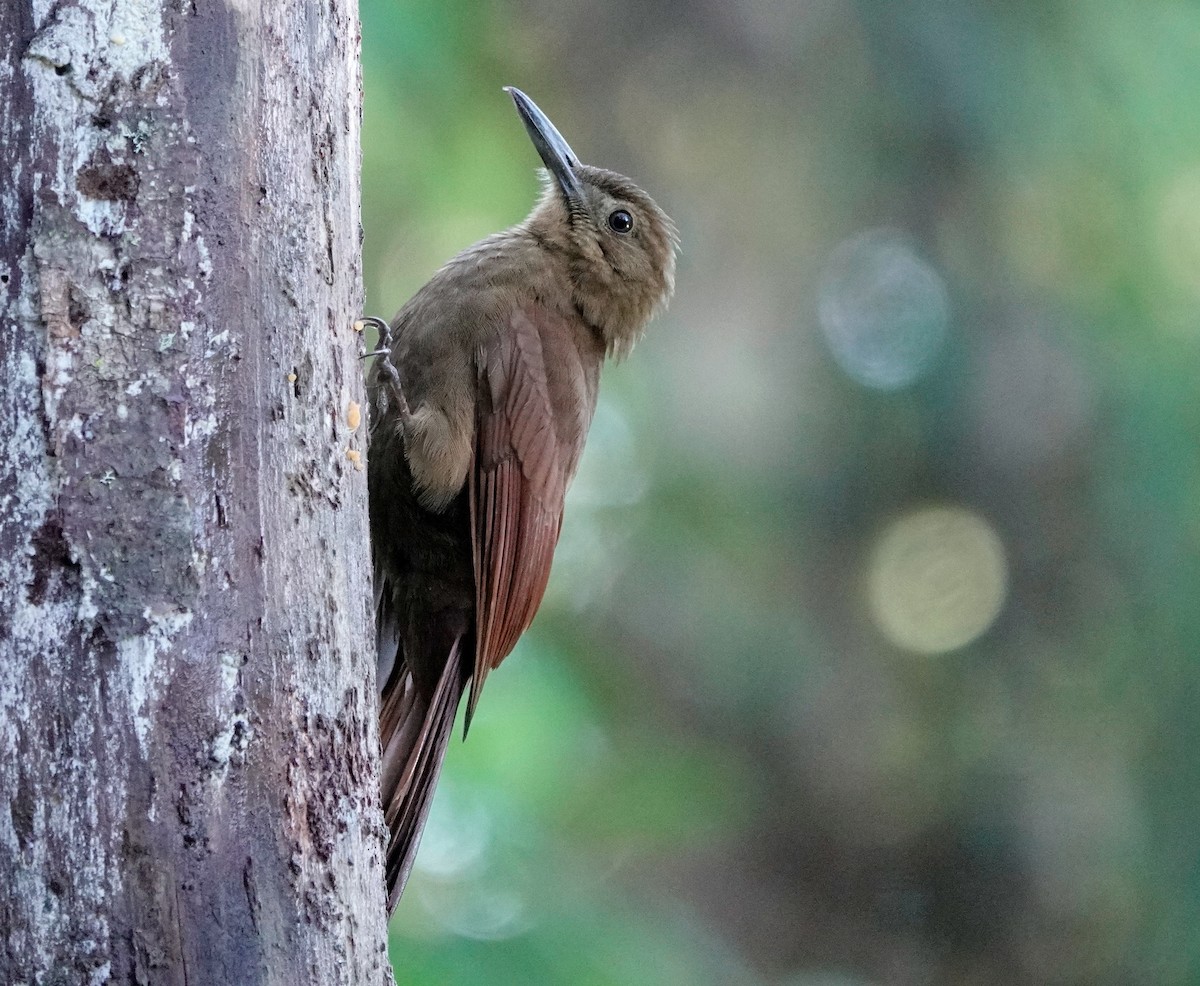 Tyrannine Woodcreeper - ML628088059