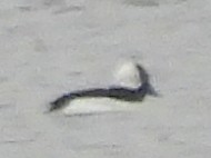 Bufflehead - ML628088071