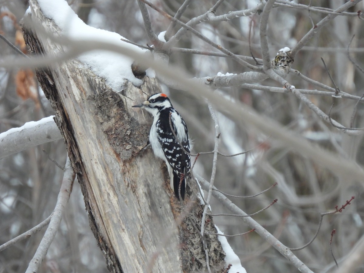 Hairy Woodpecker - ML628088087