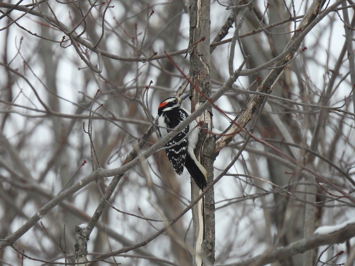 Hairy Woodpecker - ML628088088