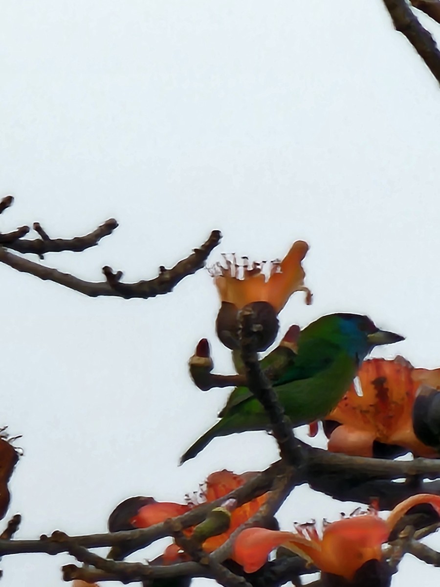 Blue-throated Barbet - ML628088092