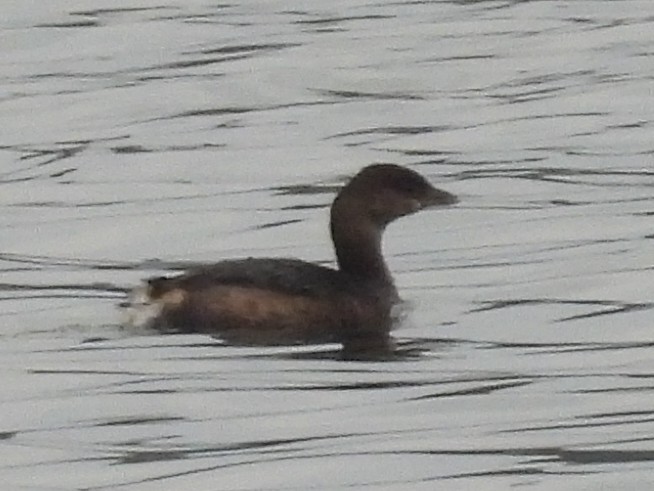 Pied-billed Grebe - ML628088094