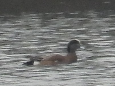 American Wigeon - ML628088108