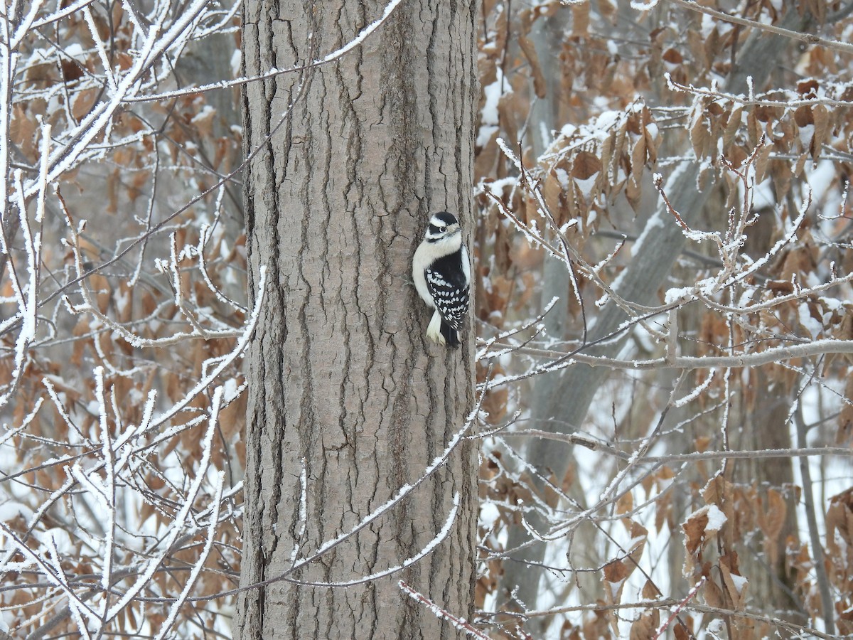 Downy Woodpecker - ML628088123