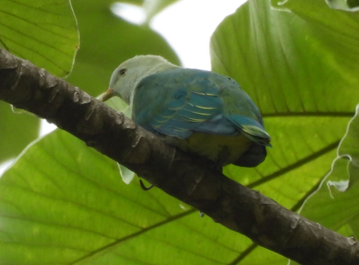 Gray-green Fruit-Dove - ML628088148