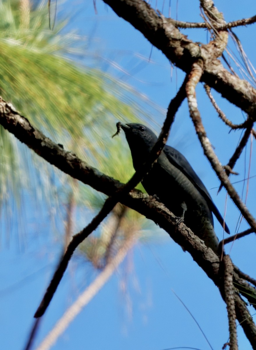 Black-winged Cuckooshrike - ML628088169