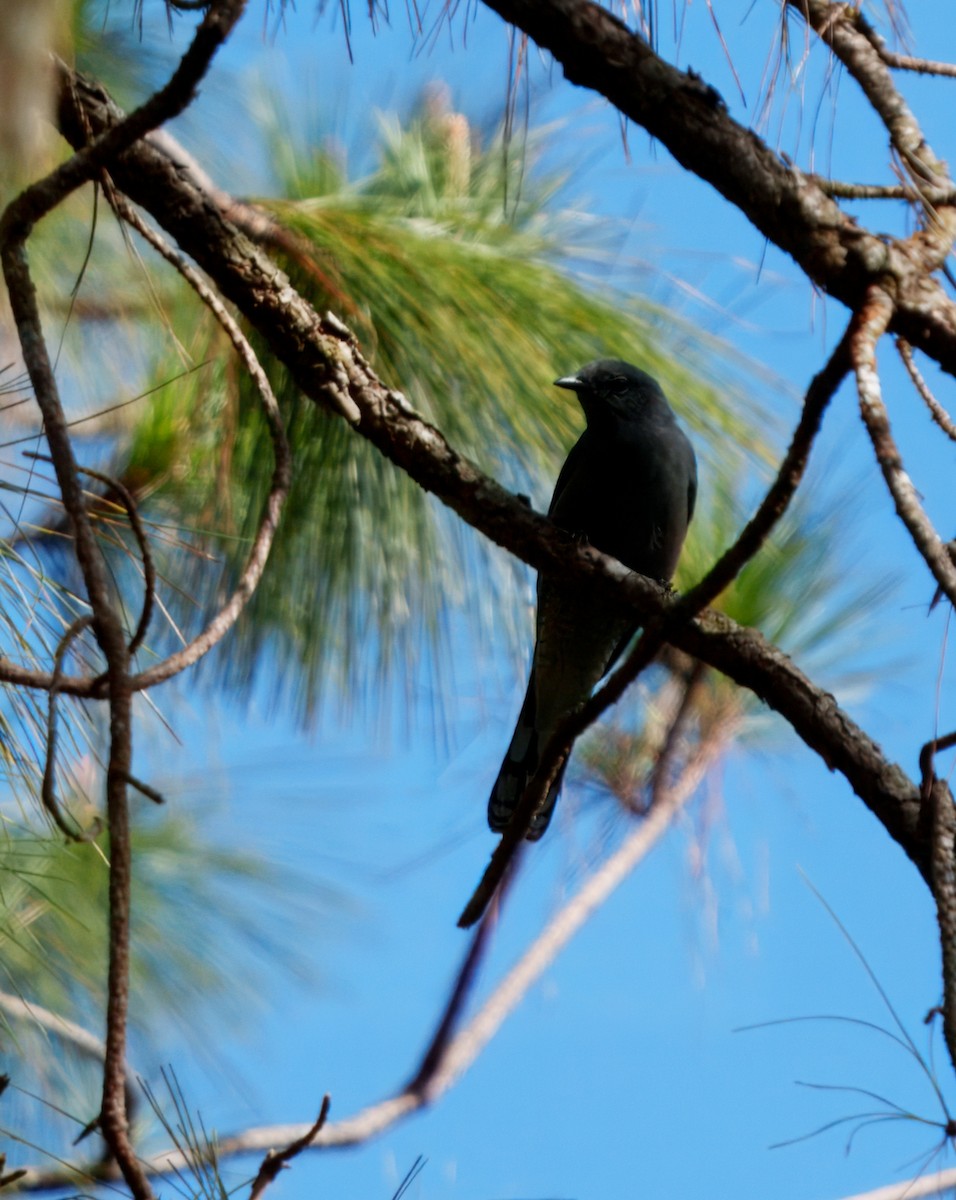 Black-winged Cuckooshrike - ML628088170