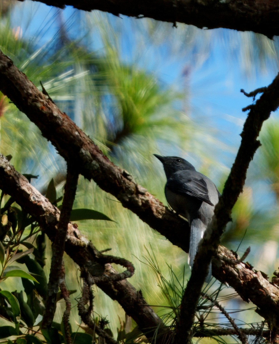 Black-winged Cuckooshrike - ML628088171