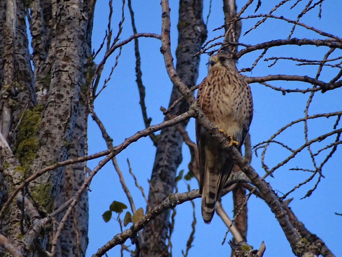 Eurasian Kestrel - ML628088184