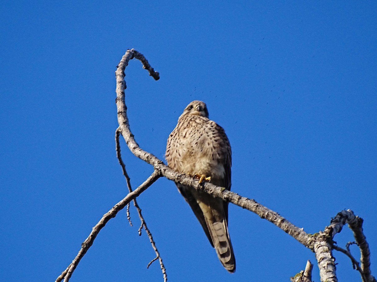 Eurasian Kestrel - ML628088185