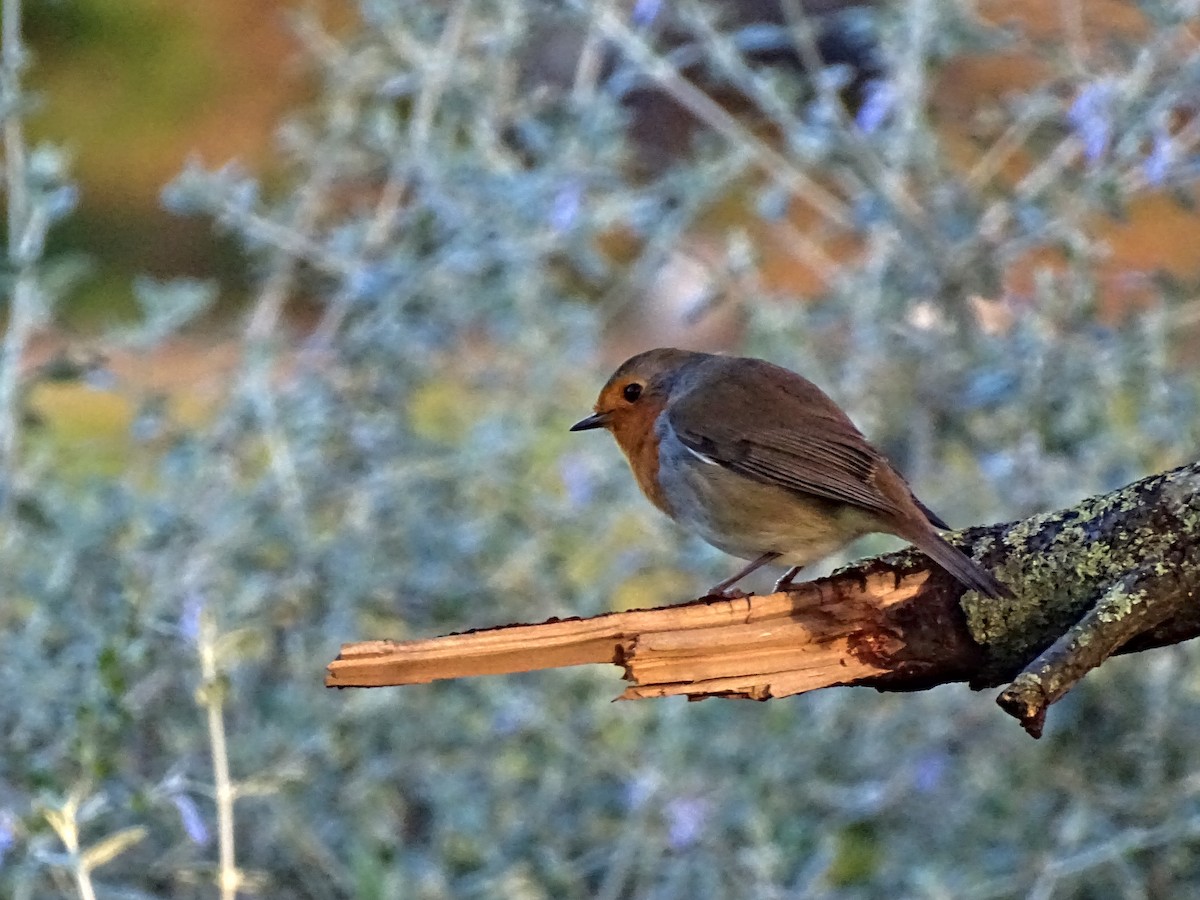 European Robin - ML628088190