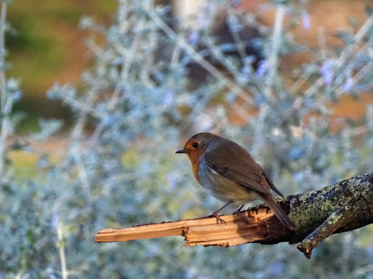 European Robin - ML628088191