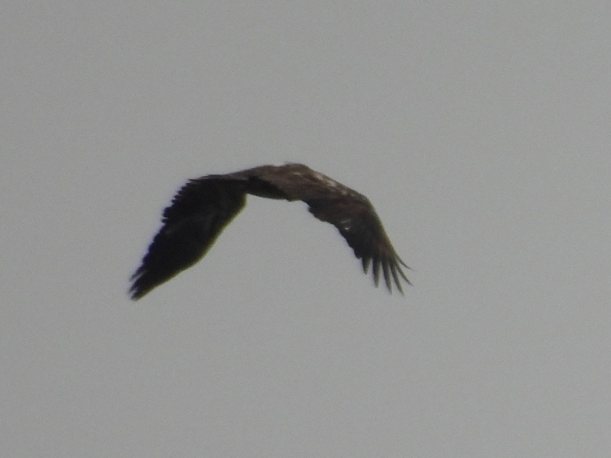 Bald Eagle - ML628088194