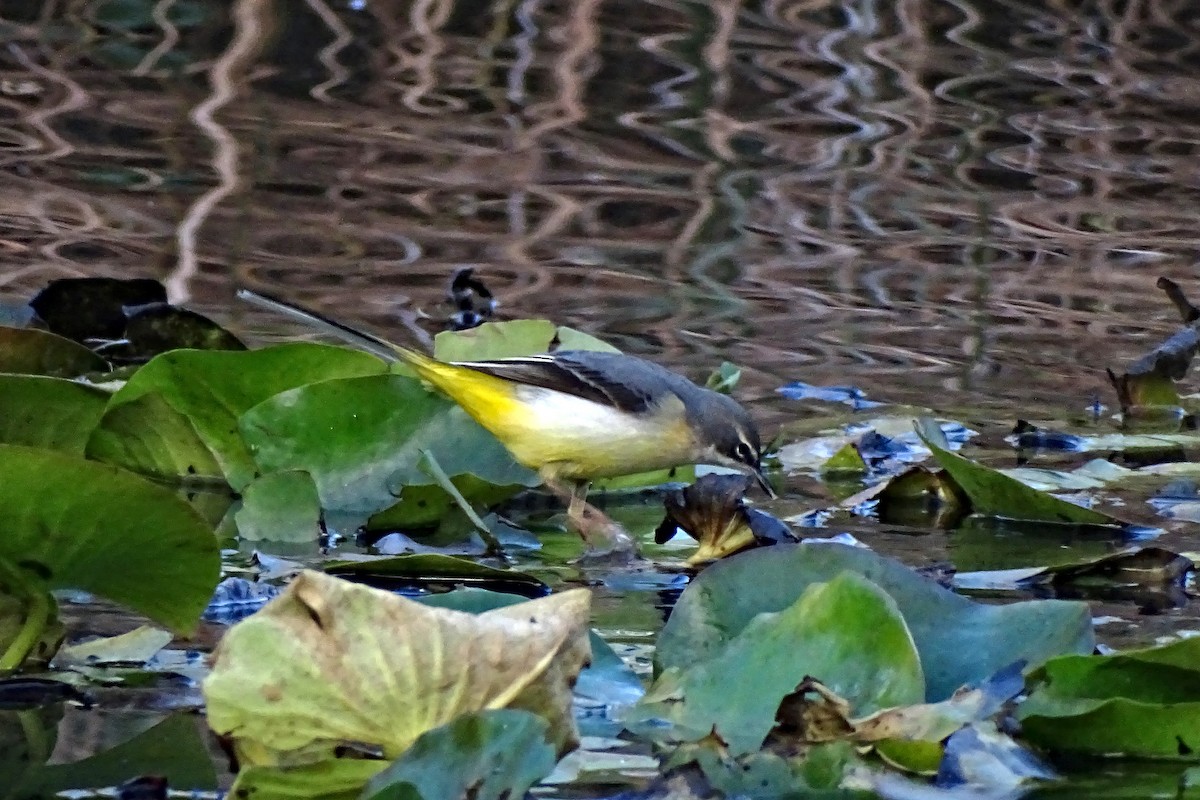 Lavandera Cascadeña - ML628088196