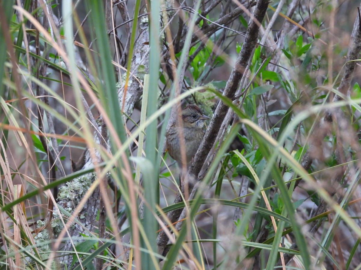 Swamp Sparrow - ML628088216